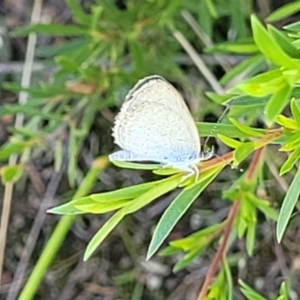 Zizina otis at Stromlo, ACT - 20 Dec 2021 03:56 PM