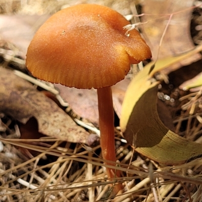 Laccaria sp. (Laccaria) at Block 402 - 20 Dec 2021 by trevorpreston