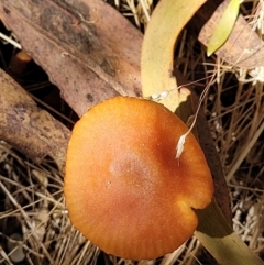 Laccaria sp. at Stromlo, ACT - 20 Dec 2021