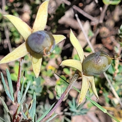 Gompholobium huegelii (Pale Wedge Pea) at Block 402 - 20 Dec 2021 by trevorpreston