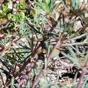 Gompholobium huegelii at Stromlo, ACT - 20 Dec 2021 04:07 PM