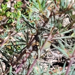 Gompholobium huegelii at Stromlo, ACT - 20 Dec 2021