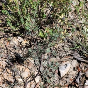 Gompholobium huegelii at Stromlo, ACT - 20 Dec 2021 04:07 PM