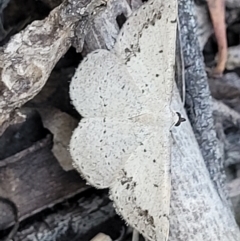 Taxeotis intextata (Looper Moth, Grey Taxeotis) at Block 402 - 20 Dec 2021 by trevorpreston