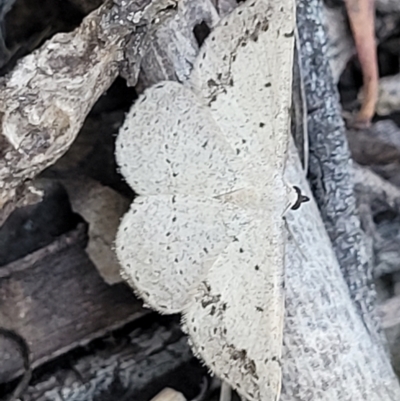 Taxeotis intextata (Looper Moth, Grey Taxeotis) at Stromlo, ACT - 20 Dec 2021 by tpreston