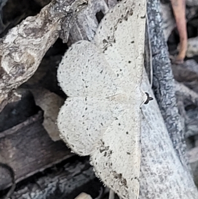 Taxeotis intextata (Looper Moth, Grey Taxeotis) at Block 402 - 20 Dec 2021 by trevorpreston