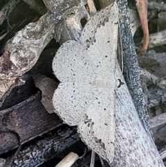 Taxeotis intextata at Stromlo, ACT - 20 Dec 2021