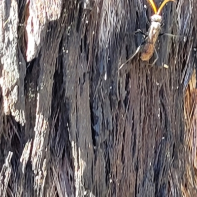 Pompilidae (family) (Unidentified Spider wasp) at Piney Ridge - 20 Dec 2021 by trevorpreston