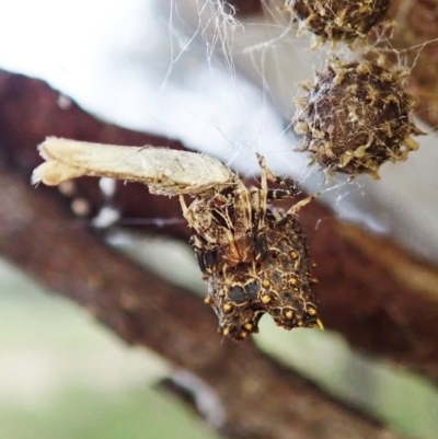 Celaenia calotoides (Bird-dropping spider) at Mount Painter - 16 Dec 2021 by CathB