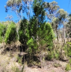 Callitris endlicheri (Black Cypress Pine) at Stromlo, ACT - 20 Dec 2021 by trevorpreston