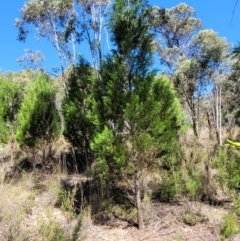 Callitris endlicheri (Black Cypress Pine) at Stromlo, ACT - 20 Dec 2021 by tpreston