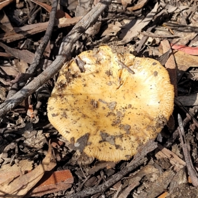 Russula neerimea at Block 402 - 20 Dec 2021 by trevorpreston