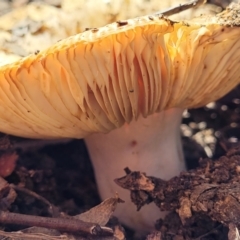 Russula neerimea at Stromlo, ACT - 20 Dec 2021