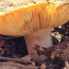 Russula neerimea at Stromlo, ACT - 20 Dec 2021 04:16 PM