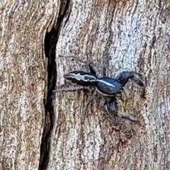 Ocrisiona leucocomis (White-flecked Crevice-dweller) at Piney Ridge - 20 Dec 2021 by tpreston