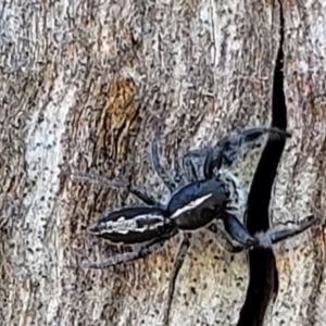 Ocrisiona leucocomis at Stromlo, ACT - 20 Dec 2021 04:18 PM