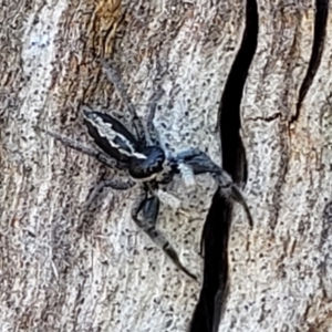 Ocrisiona leucocomis at Stromlo, ACT - 20 Dec 2021 04:18 PM