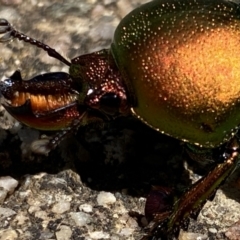 Lamprima aurata (Golden stag beetle) at Curtin, ACT - 15 Dec 2021 by RAllen