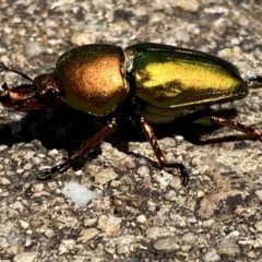 Lamprima aurata at Curtin, ACT - 16 Dec 2021