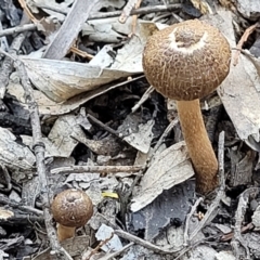 Inocybe sp. (Inocybe) at Stromlo, ACT - 20 Dec 2021 by trevorpreston