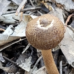 Inocybe sp. at Stromlo, ACT - 20 Dec 2021