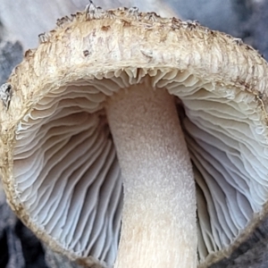 Inocybe sp. at Stromlo, ACT - 20 Dec 2021 04:20 PM