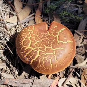 zz bolete at Stromlo, ACT - 20 Dec 2021