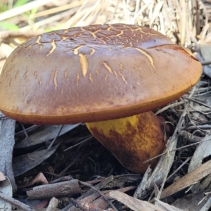 zz bolete at Stromlo, ACT - 20 Dec 2021