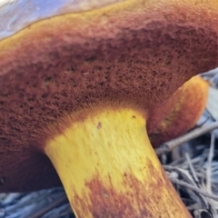 zz bolete at Stromlo, ACT - 20 Dec 2021