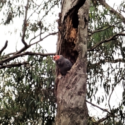 Callocephalon fimbriatum (Gang-gang Cockatoo) at Aranda Bushland - 16 Dec 2021 by CathB