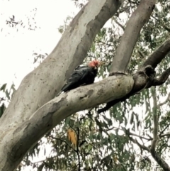 Callocephalon fimbriatum at Cook, ACT - 17 Dec 2021