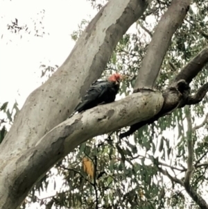 Callocephalon fimbriatum at Cook, ACT - 17 Dec 2021