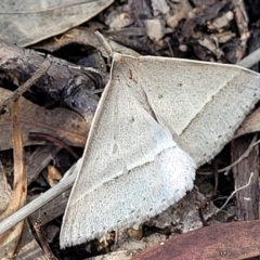 Epidesmia hypenaria (Long-nosed Epidesmia) at Stromlo, ACT - 20 Dec 2021 by tpreston