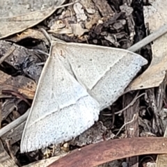 Epidesmia hypenaria at Stromlo, ACT - 20 Dec 2021