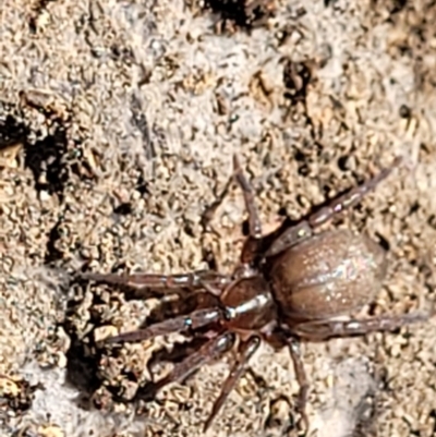 Gnaphosidae (family) at Piney Ridge - 20 Dec 2021 by trevorpreston