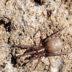 Unidentified Other hunting spider at Stromlo, ACT - 20 Dec 2021 by tpreston