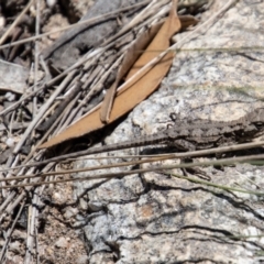 Rankinia diemensis (Mountain Dragon) at Cotter River, ACT - 17 Dec 2021 by SWishart