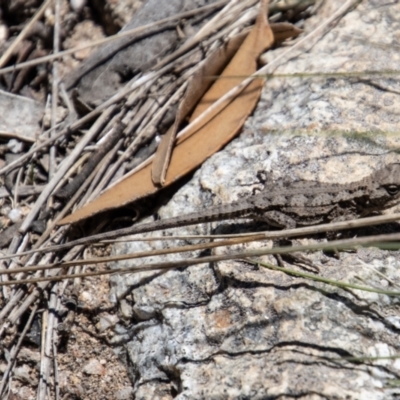 Rankinia diemensis (Mountain Dragon) at Cotter River, ACT - 17 Dec 2021 by SWishart