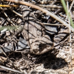 Rankinia diemensis at Cotter River, ACT - 17 Dec 2021 12:13 PM