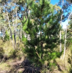 Pinus radiata (Monterey or Radiata Pine) at Stromlo, ACT - 20 Dec 2021 by trevorpreston