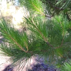 Pinus radiata at Stromlo, ACT - 20 Dec 2021