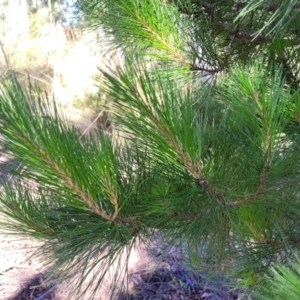 Pinus radiata at Stromlo, ACT - 20 Dec 2021