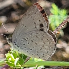 Erina hyacinthina (Varied Dusky-blue) at Block 402 - 20 Dec 2021 by trevorpreston