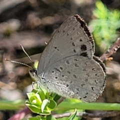 Erina hyacinthina at Stromlo, ACT - 20 Dec 2021 04:36 PM