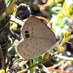 Erina hyacinthina at Stromlo, ACT - 20 Dec 2021 04:36 PM