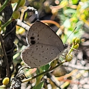 Erina hyacinthina at Stromlo, ACT - 20 Dec 2021 04:36 PM