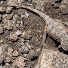 Rankinia diemensis (Mountain Dragon) at Namadgi National Park - 17 Dec 2021 by SWishart