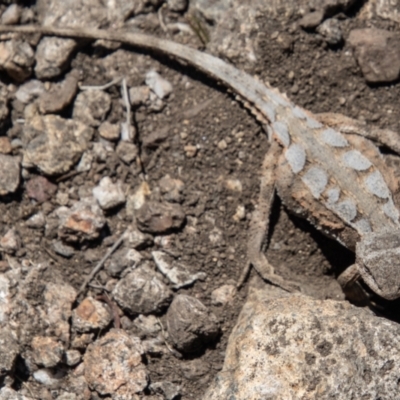 Rankinia diemensis (Mountain Dragon) at Cotter River, ACT - 17 Dec 2021 by SWishart