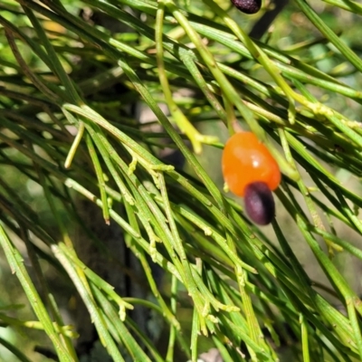 Exocarpos cupressiformis (Cherry Ballart) at Block 402 - 20 Dec 2021 by trevorpreston