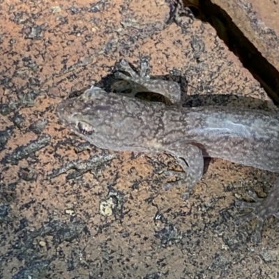 Christinus marmoratus (Southern Marbled Gecko) at Macarthur, ACT - 20 Dec 2021 by RAllen